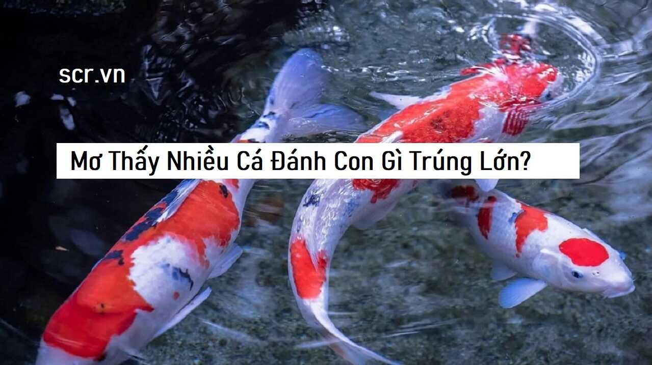 Mơ Thấy Cá Đánh Con Gì - Giải Mã Giấc Mơ Và Bí Quyết Chọn Số May Mắn
